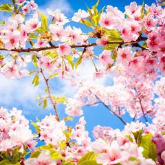 Афиша: Городской мастер-класс «Весна»